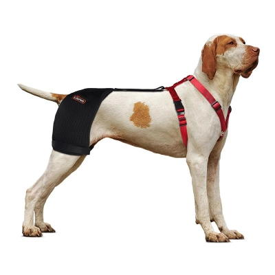 Labrador Dog Hip Brace  02