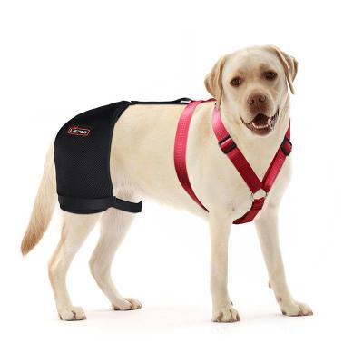 Labrador Dog Hip Brace  01