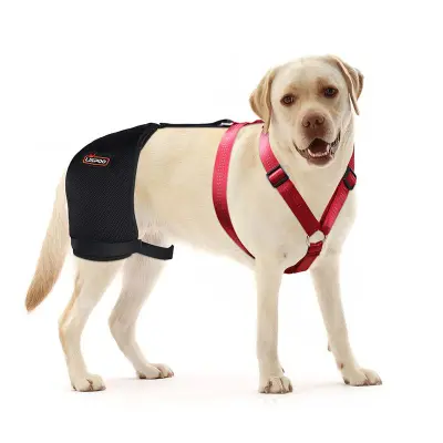 Labrador Dog Hip Brace  01