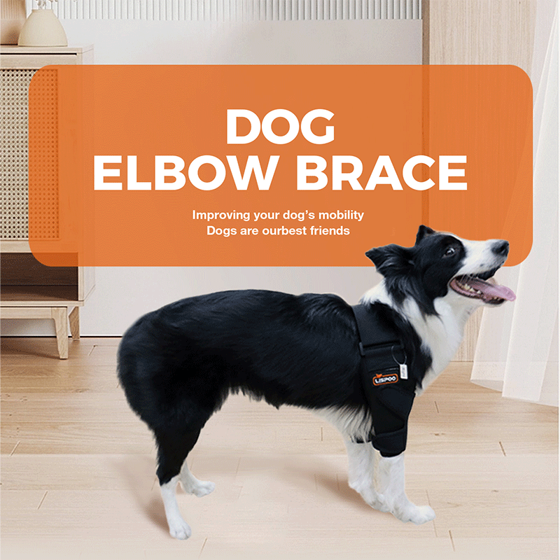 Border Collie Dog Elbow Brace 02