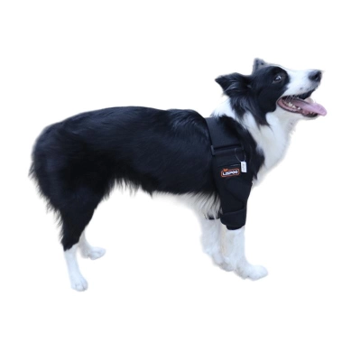 Border Collie Dog Elbow Brace 01