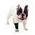 Dog Front Leg No-Knuckling Training Sock