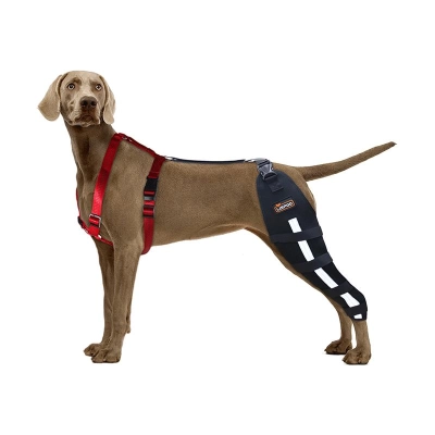 Dog Knee Brace 01