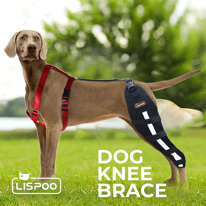 Dog Knee Brace 02