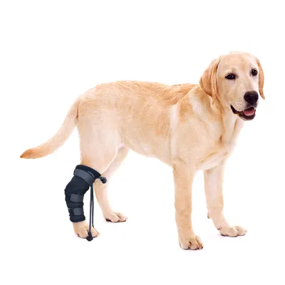 Rear No Knuckling Training Sock For Dogs