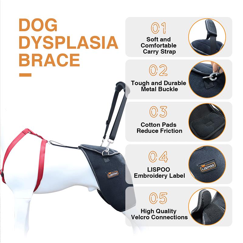 Hip braces for dogs with hip dysplasia