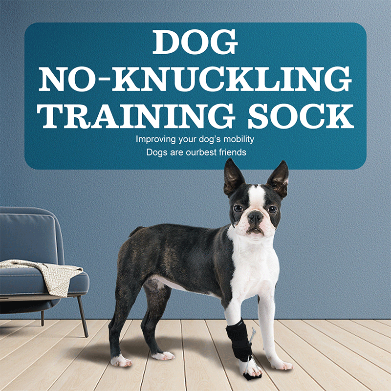 Dog Front Leg No-Knuckling Training Sock 02
