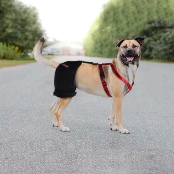 Best Dog Hip Dysplasia Support Brace For Sale LOVEPLUSPET