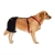 Golden Retriever Dog Hip Brace for Hip Dysplasia