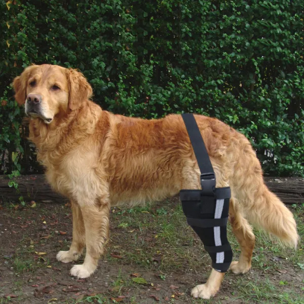 Golden Retriever Dog Single Leg Support Brace