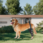 Golden Retriever Dog Single Leg Support Brace
