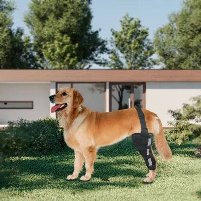Golden Retriever Dog Single Leg Support Brace 02