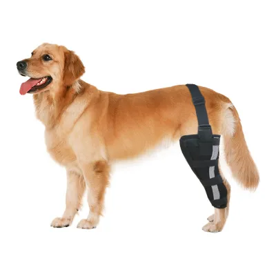 Golden Retriever Dog Single Leg Support Brace 01
