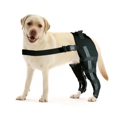Labrador Dog Double Hind Legs Support Brace
