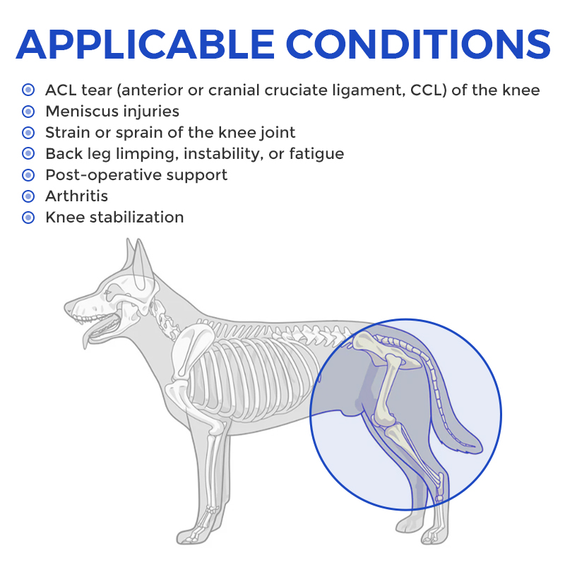 Labrador Dog Double Hind Legs Support Brace
