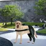 Labrador Dog Double Hind Legs Support Brace