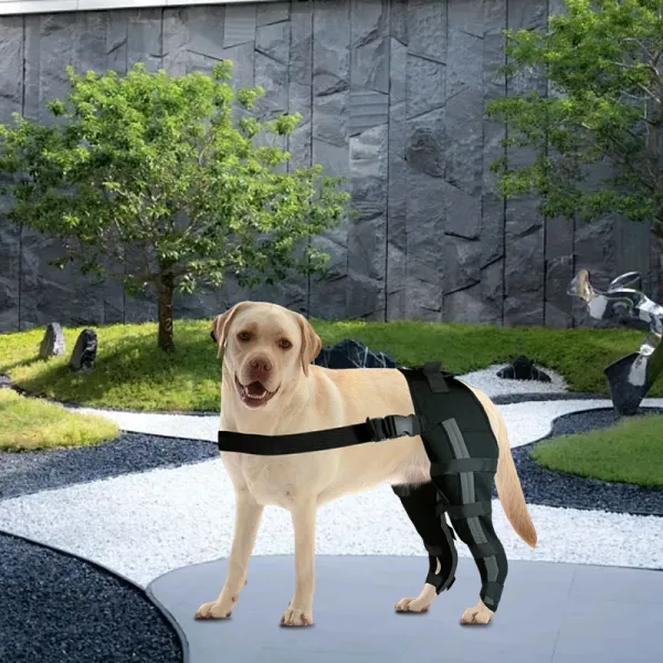 Labrador Dog Double Hind Legs Support Brace