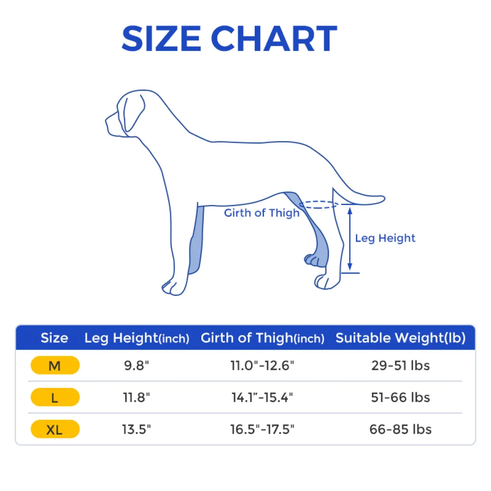 Labrador Dog Double Hind Legs Support Brace