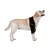 Labrador Dog Elbow Protector Support Brace