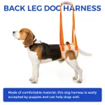 Harness for dog hind legs