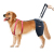 Best Hip Support Brace for Golden Retriever