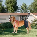 Best Hip Support Brace for Golden Retriever