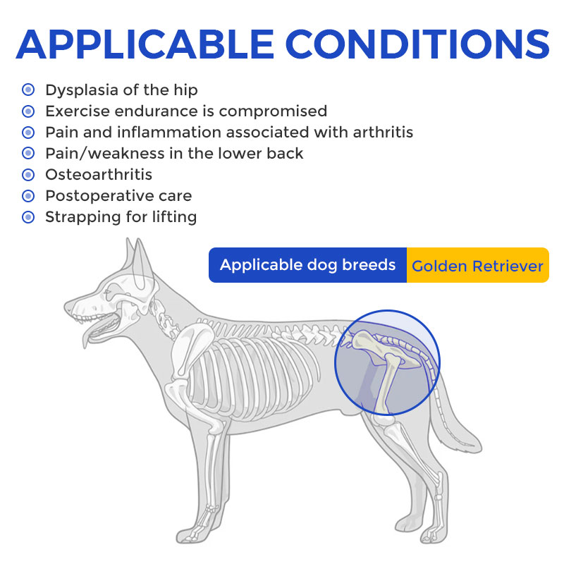Best Hip Support Brace for Golden Retriever