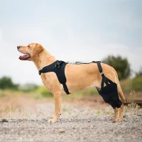 Labrador Dog Knee Brace for Acl Leg Tear