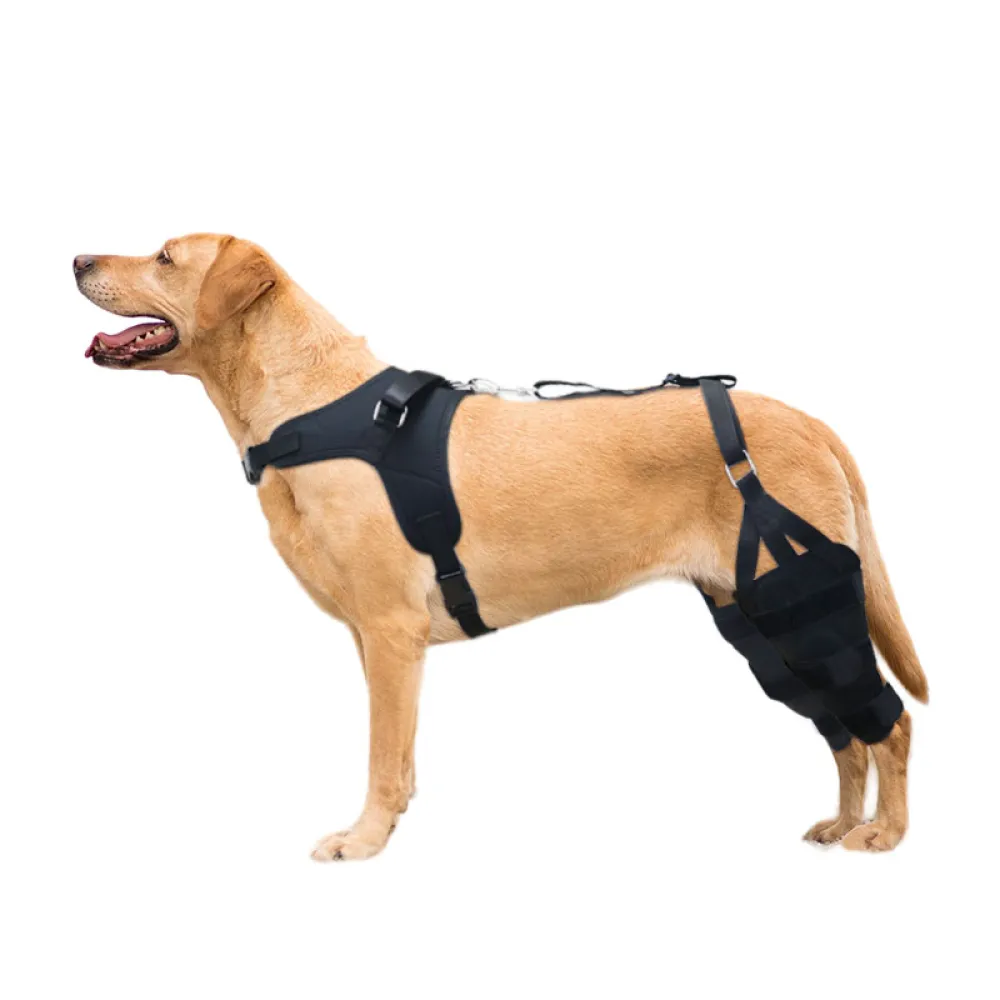 Labrador Dog Knee Brace for Acl Leg Tear