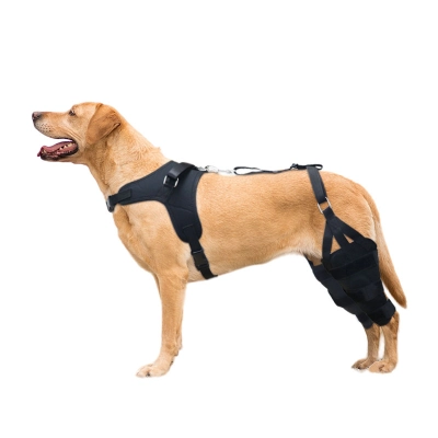 Labrador Dog Knee Brace for Acl Leg Tear 01