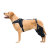 Labrador Dog Knee Brace for Acl Leg Tear