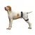 Dog Hip Brace for Hind Leg