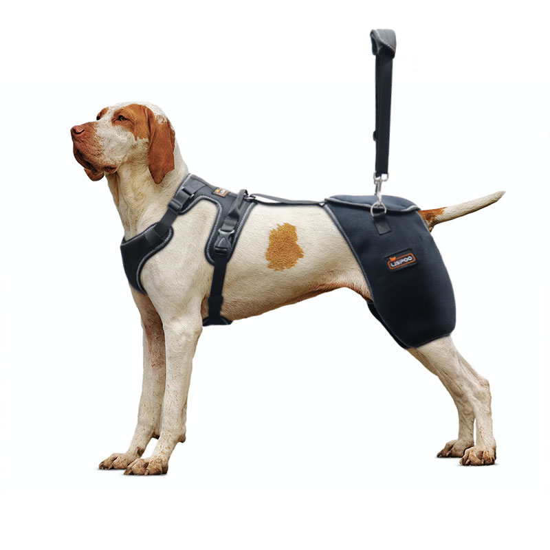 Smart harness for dogs with sales hip dysplasia
