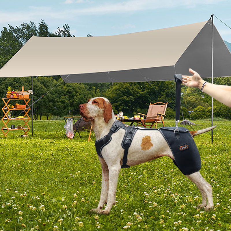 Support brace for dog hip dysplasia