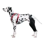 Dog Knee Brace for Torn Acl Leg