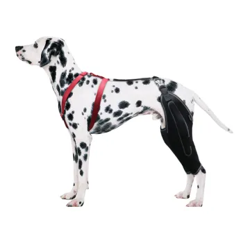 Dog Knee Brace for Torn Acl  Leg