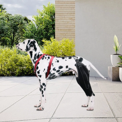 Dog Knee Brace for Torn Acl Leg 02