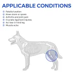 Dog Knee Brace for Torn Acl Leg