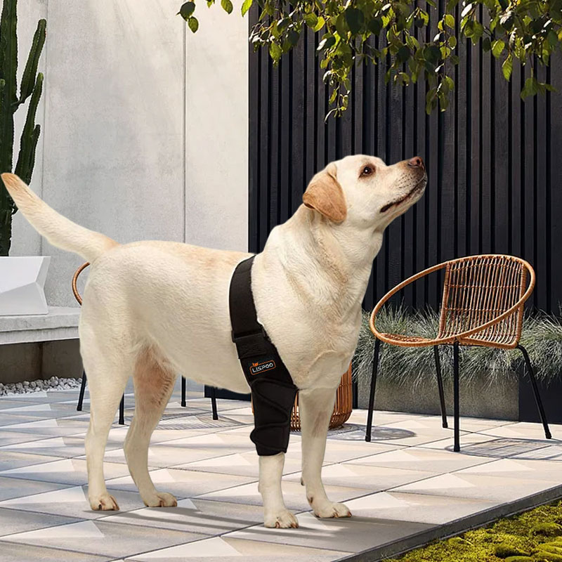 Elbow Support Brace for Labrador Dogs