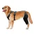 Golden Retriever Dog Knee Brace with Metal Splint Hinge Support