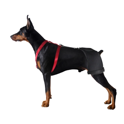 Doberman Pinscher Hip Support Brace for Hip Dysplasia 01