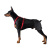 Doberman Pinscher Hip Support Brace for Hip Dysplasia