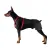 Doberman Pinscher Hip Support Brace for Hip Dysplasia