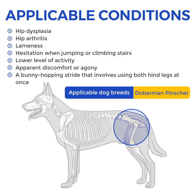 Doberman Pinscher Hip Support Brace for Hip Dysplasia