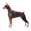 Doberman Pinscher Patella Luxation Knee Brace