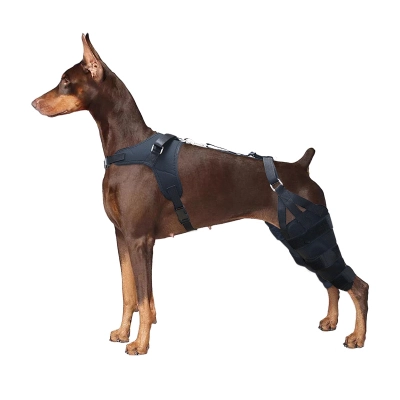 Doberman Pinscher Patella Luxation Knee Brace 01