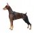 Doberman Pinscher Patella Luxation Knee Brace
