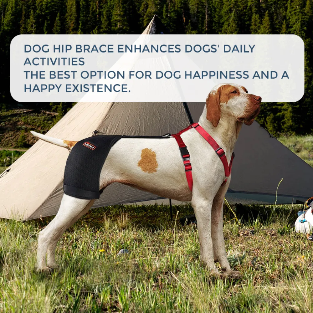 Brace for dog hip dysplasia