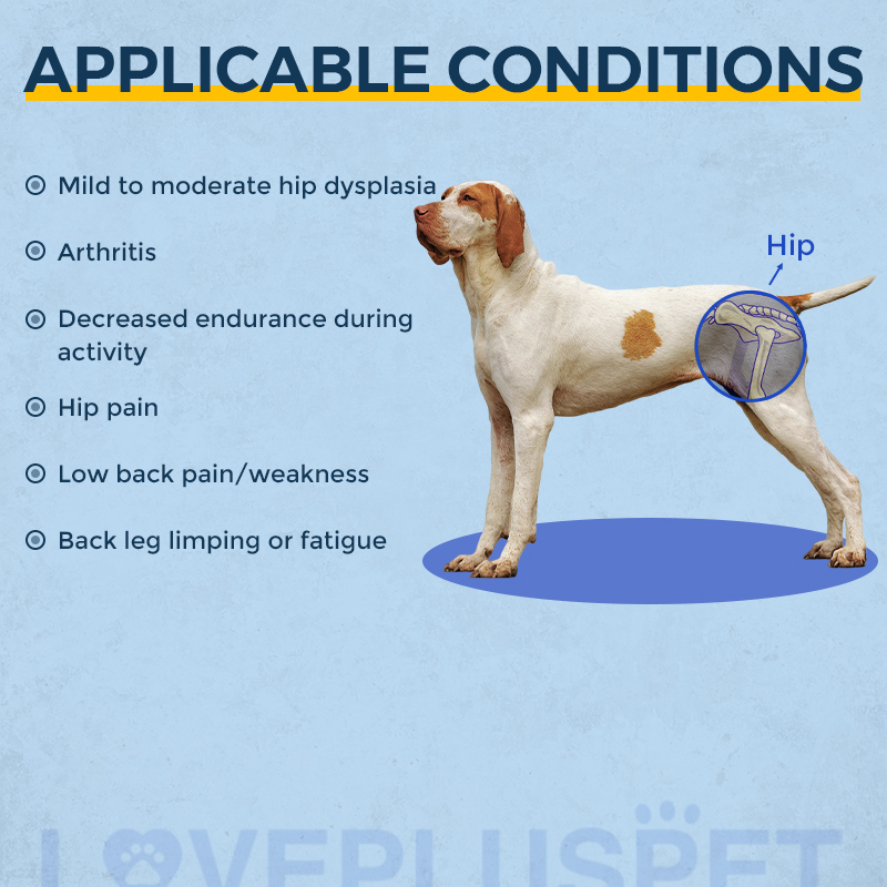 best-dog-hip-dysplasia-support-brace-for-sale-lovepluspet