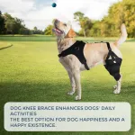 Acl brace for dog lacerations
